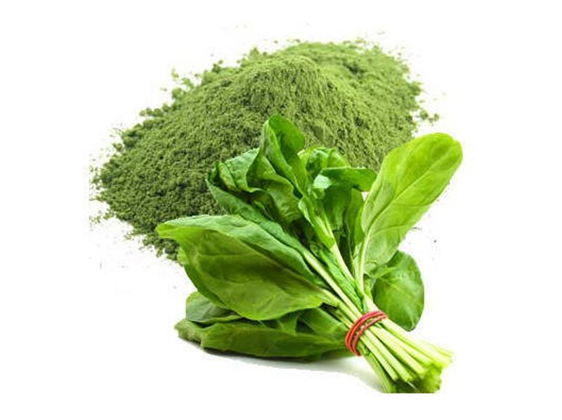 Dehydrated Spinach Powder Exporter And Manufacture From India