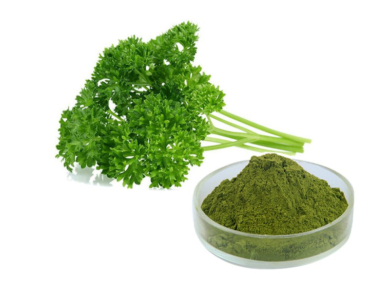 Parsley Powder Exporter And Manufacture From India