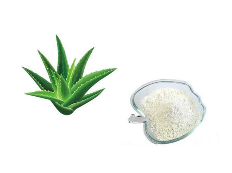 Aloevera 200:1 Exporter And Manufacture From India