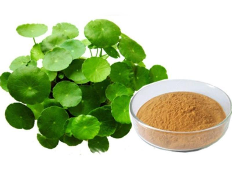 Bacopa Monneiri Exporter And Manufacture From India