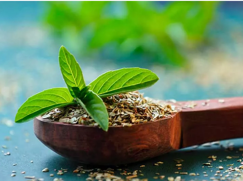 Basil Tulsi Exporter And Manufacture From India