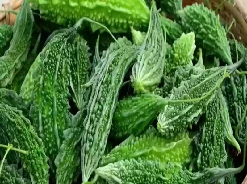 Bittermelon Exporter And Manufacture From India