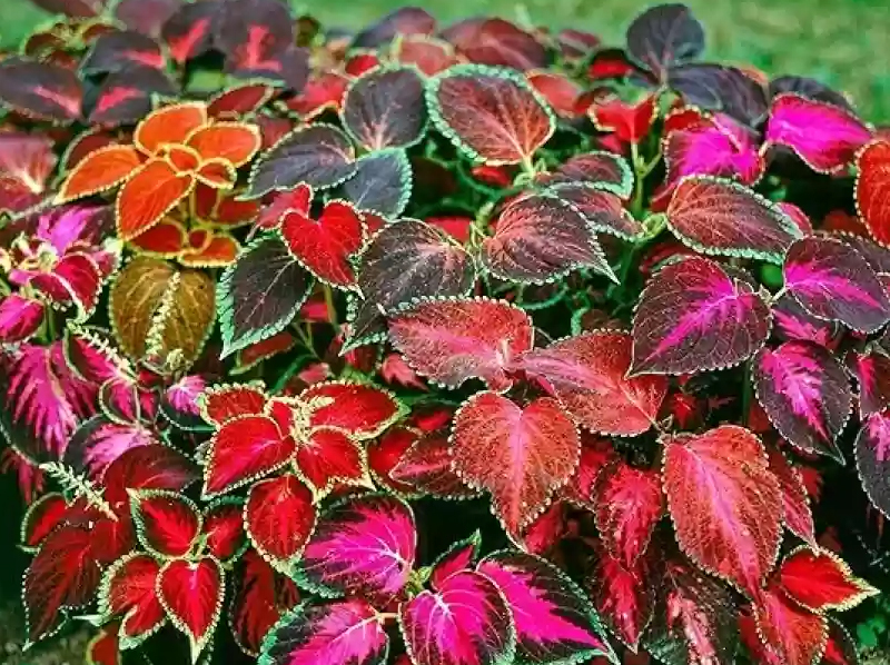 Coleus Exporter And Manufacture From India