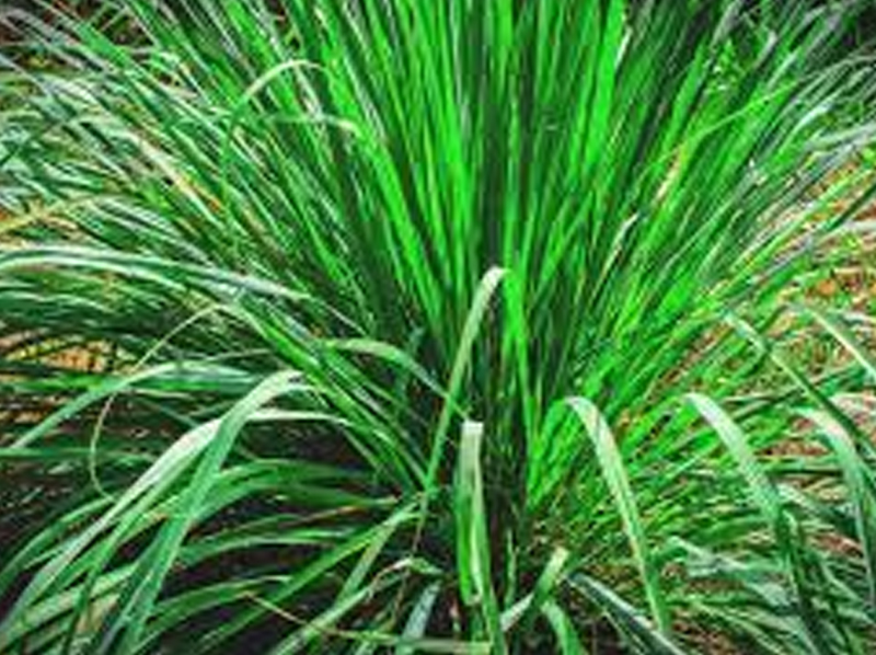 Lemongrass Exporter And Manufacture From India