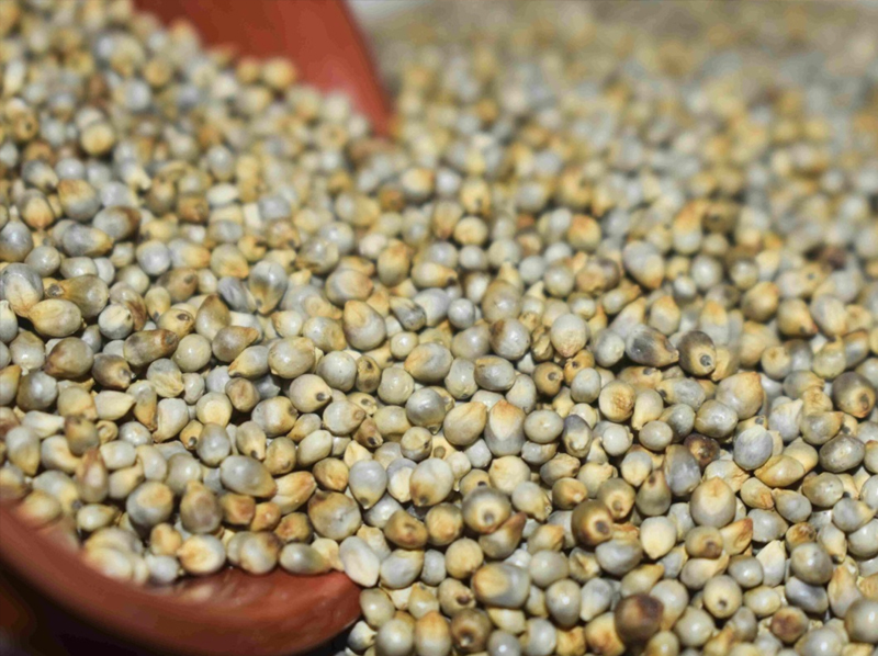 Pearl Millet Exporter And Manufacture From India