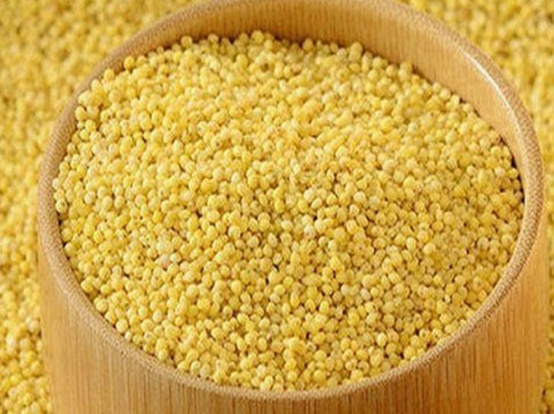 Foxtail Millet Exporter And Manufacture From India