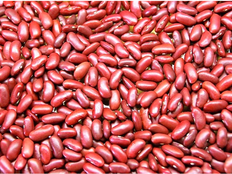 Kidney Beans Exporter And Manufacture From India