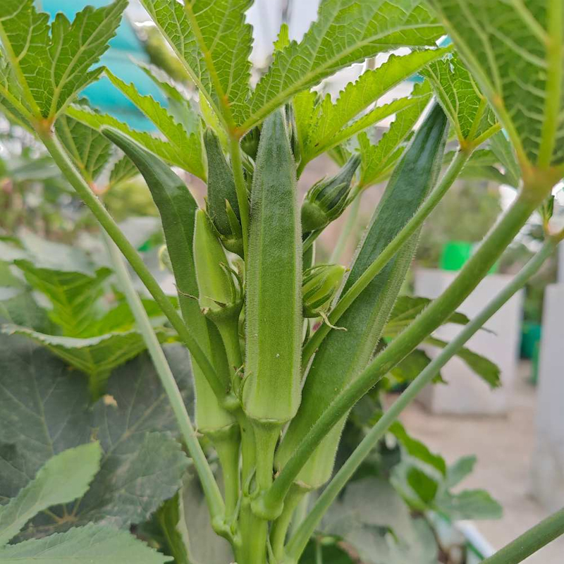 Okra Exporter And Manufacture From India