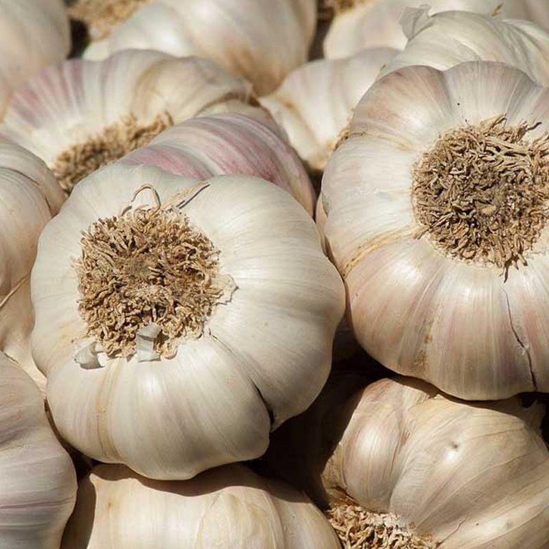 Garlic Exporter And Manufacture From India