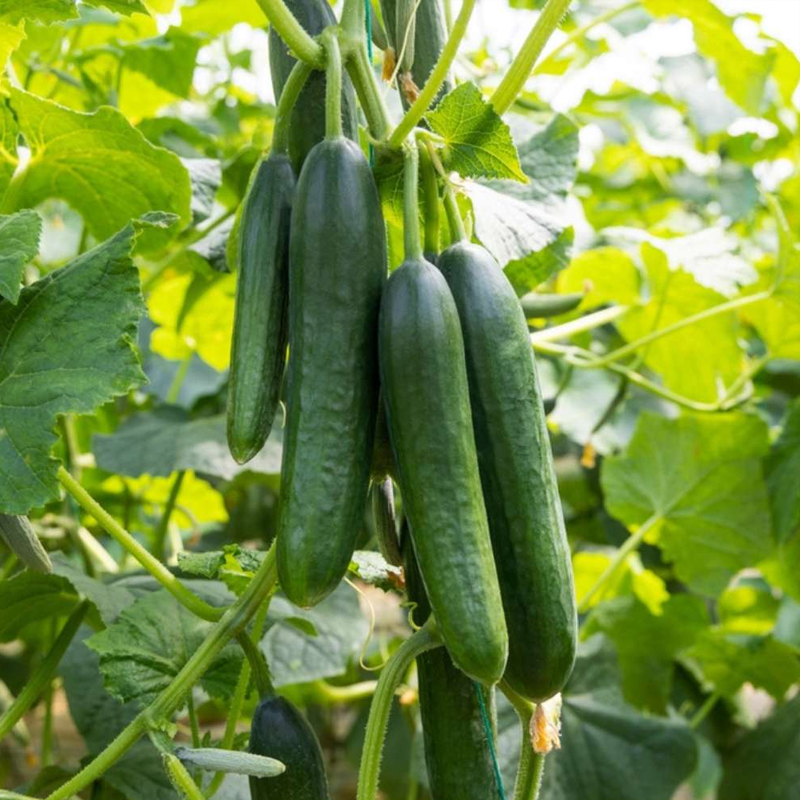 Cucumber Exporter And Manufacture From India
