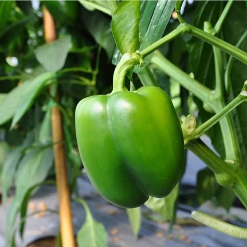 Green Capsicum Exporter And Manufacture From India