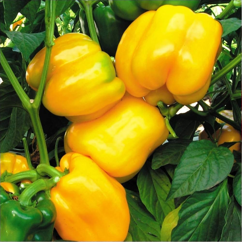 Yellow Capsicum Exporter And Manufacture From India