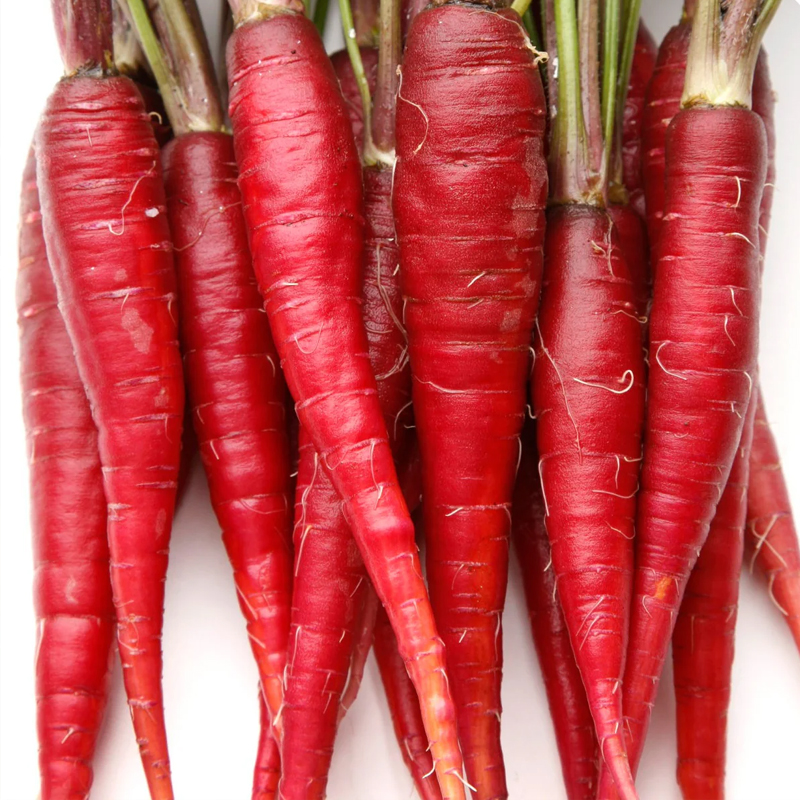 Red Carrot Exporter And Manufacture From India