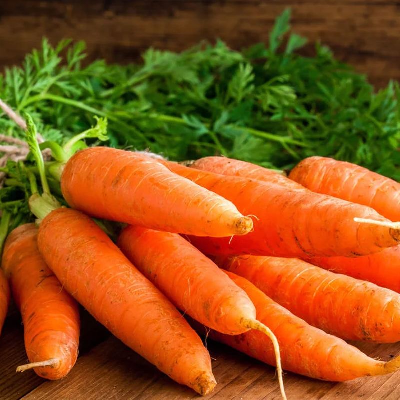 Orange Carrot Exporter And Manufacture From India