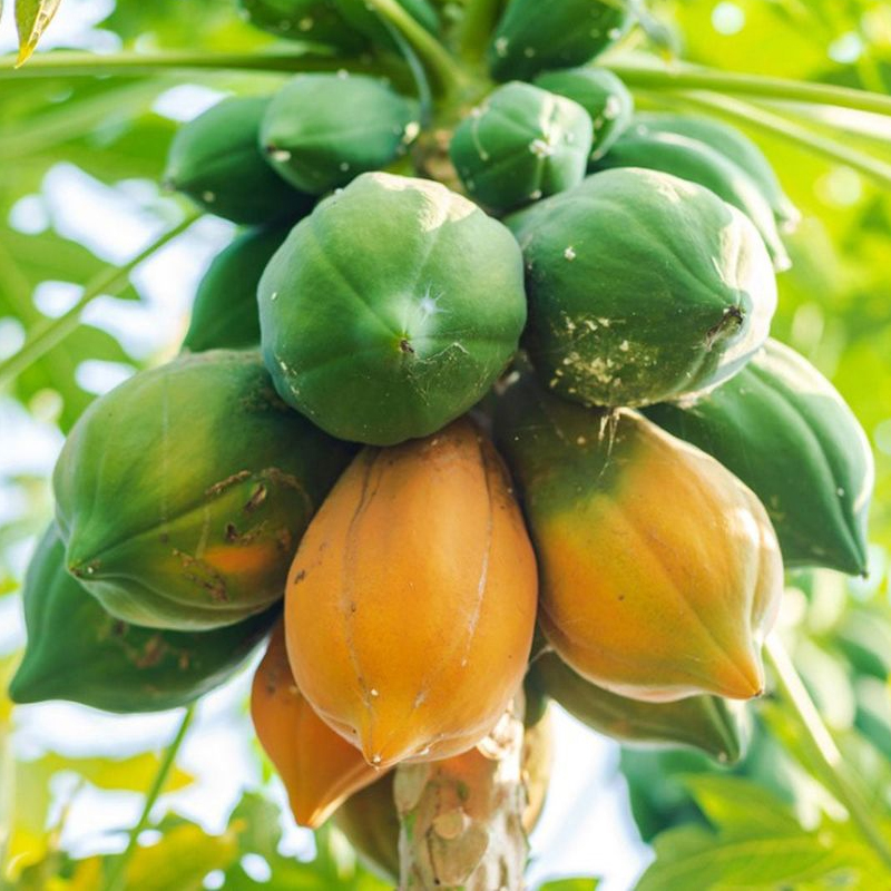 Papaya Exporter And Manufacture From India
