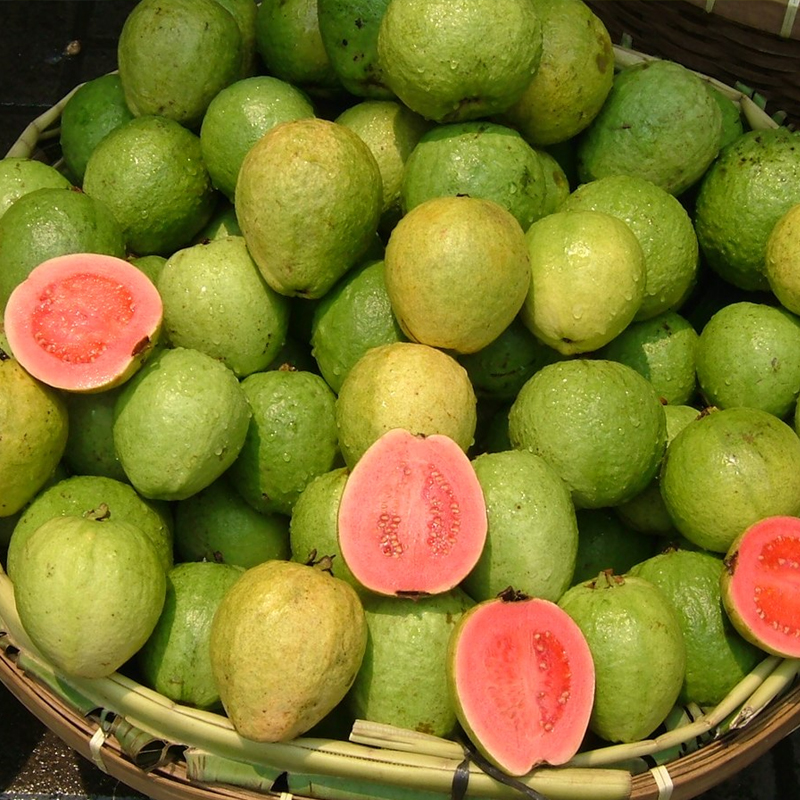 Guava Exporter And Manufacture From India