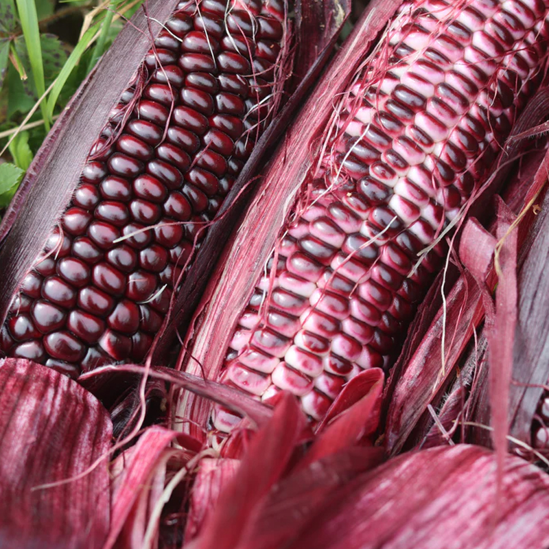 Red Corn  Exporter And Manufacture From India